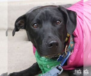 Milee - Female Labrador Retriever-Retriever  Mix Dog for Adoption - Photo #4