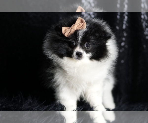 Medium Photo #83 Pomeranian Puppy For Sale in WARSAW, IN, USA