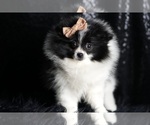Small Photo #83 Pomeranian Puppy For Sale in WARSAW, IN, USA