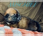 Small Photo #2 Cane Corso-Saint Bernard Mix Puppy For Sale in ANDERSON, CA, USA