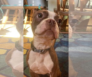 Boston Terrier Dogs for adoption in Rustburg, VA, USA