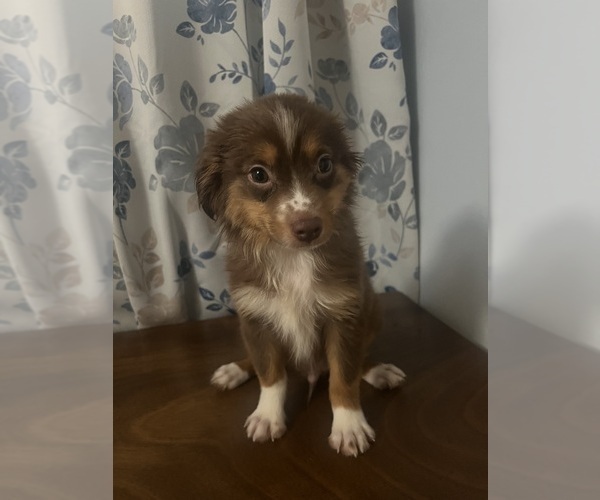 Medium Photo #6 Miniature Australian Shepherd Puppy For Sale in DURHAM, CT, USA