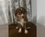 Small #5 Miniature Australian Shepherd