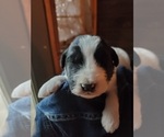 Puppy 6 Pyredoodle