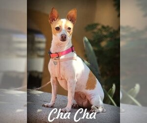 Jack Chi Dogs for adoption in Anaheim Hills, CA, USA