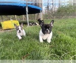 Small #6 French Bulldog