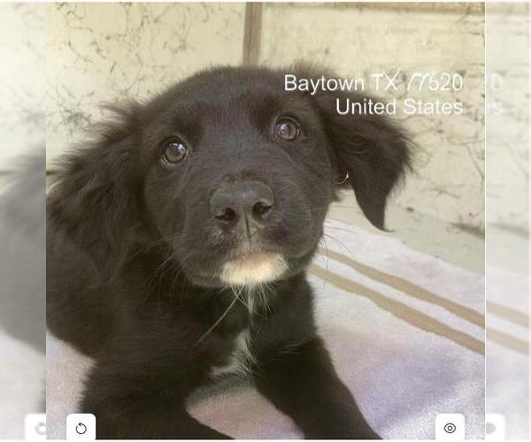 Medium Photo #1 Labrador Retriever-Unknown Mix Puppy For Sale in Baytown, TX, USA