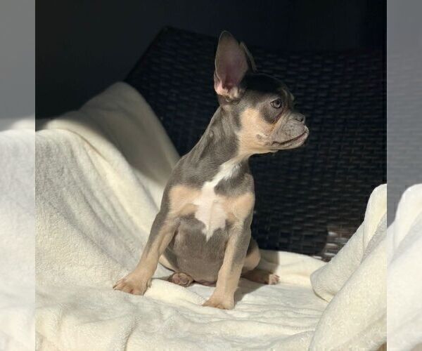 Medium Photo #6 French Bulldog Puppy For Sale in HILLSBORO, OR, USA