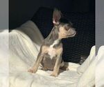 Small Photo #6 French Bulldog Puppy For Sale in HILLSBORO, OR, USA