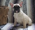 Small English Bulldog-French Bulldog Mix