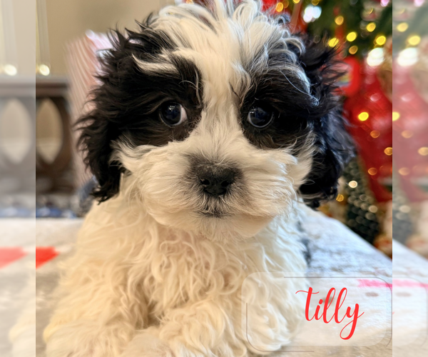 Medium Photo #5 Mal-Shi Puppy For Sale in ADDISON, IL, USA