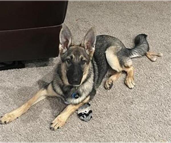 Medium Photo #1 German Shepherd Dog Puppy For Sale in San Antonio, TX, USA