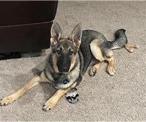 German Shepherd Dog Dogs for adoption in San Antonio, TX, USA