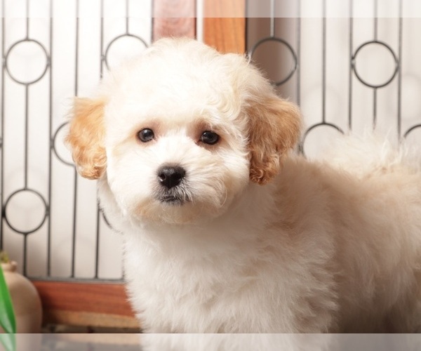Medium Photo #11 Maltipoo (Miniature) Puppy For Sale in NAPLES, FL, USA