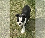 Small #11 Boston Terrier