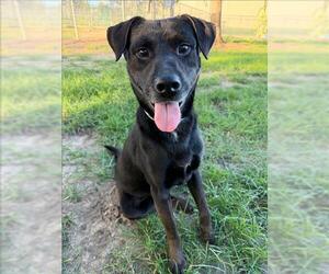 Labrador Retriever Dogs for adoption in Conroe, TX, USA