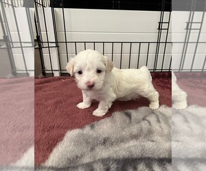 Havachon Puppy for sale in TUSCALOOSA, AL, USA