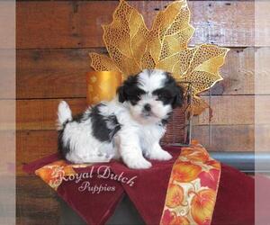 Zuchon Puppy for sale in LE MARS, IA, USA