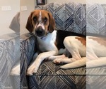 Small #9 Treeing Walker Coonhound Mix