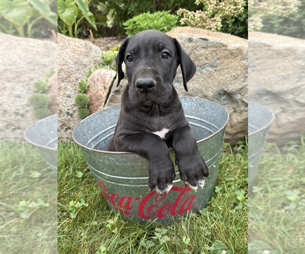Medium Photo #3 Great Dane Puppy For Sale in MIDDLEBURY, IN, USA