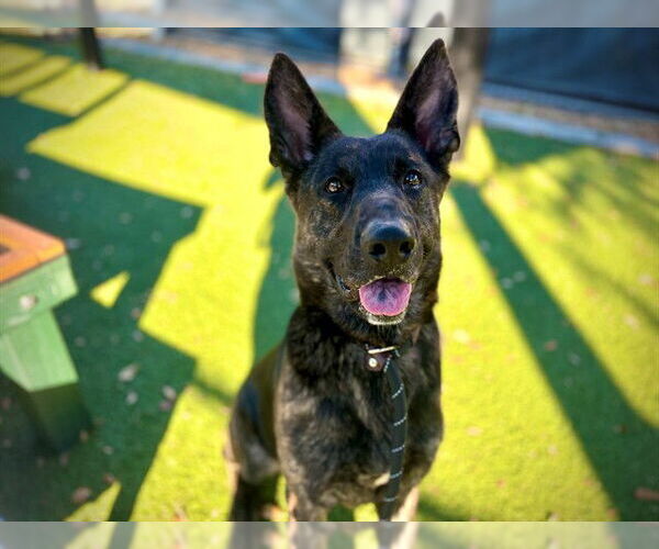 Medium Photo #3 Holland Shepherd-Unknown Mix Puppy For Sale in Orlando, FL, USA