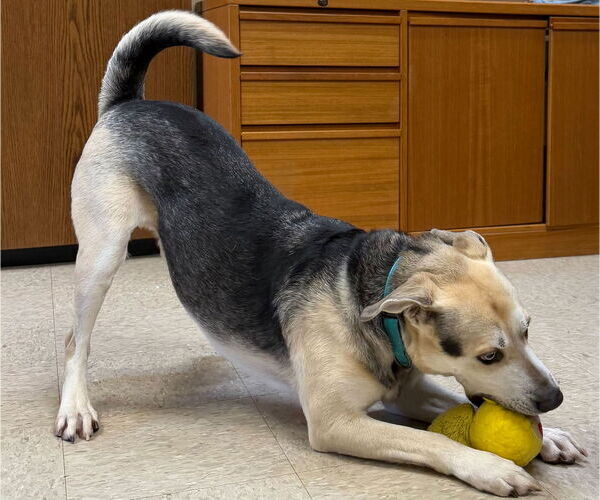 Medium Photo #3 German Shepherd Dog-Unknown Mix Puppy For Sale in Jefferson, WI, USA