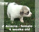 Small Photo #48 Great Pyrenees Puppy For Sale in HILLSVILLE, VA, USA