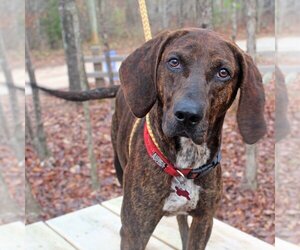 Plott Hound-Unknown Mix Dogs for adoption in McCormick, SC, USA