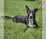 Small #4 Border Collie Mix