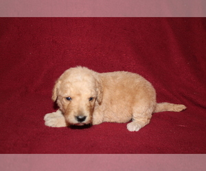 Goldendoodle (Miniature) Puppy for sale in BLMGTN, IN, USA