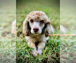Small #2 Poodle (Miniature) Mix