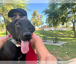 Frida - Female Labrador Retriever-Unknown Mix Dog for Adoption - Photo #2