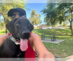Small Photo #2 Labrador Retriever-Unknown Mix Puppy For Sale in San Diego, CA, USA