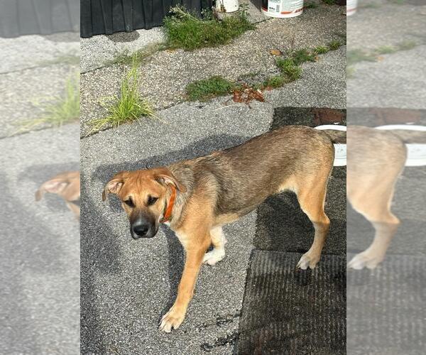 Medium Photo #3 Black Mouth Cur-Labrador Retriever Mix Puppy For Sale in Magnolia Springs, AL, USA
