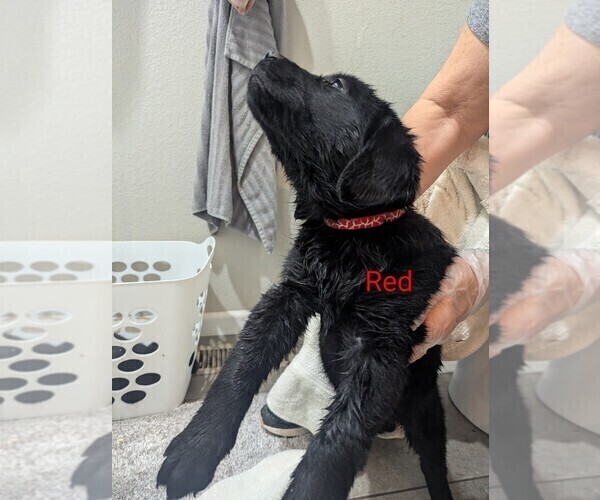 Medium Photo #13 Golden Labrador Puppy For Sale in CAMERON, MO, USA