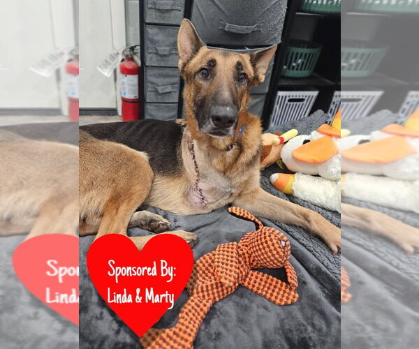 Medium Photo #8 German Shepherd Dog Puppy For Sale in San Leon, TX, USA