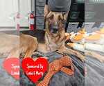 Small #7 German Shepherd Dog