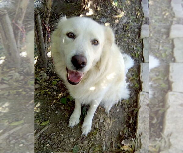 Medium Photo #11 Great Pyrenees Puppy For Sale in Spring, TX, USA