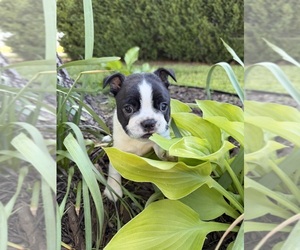Boston Terrier Puppy for sale in FREDONIA, KS, USA