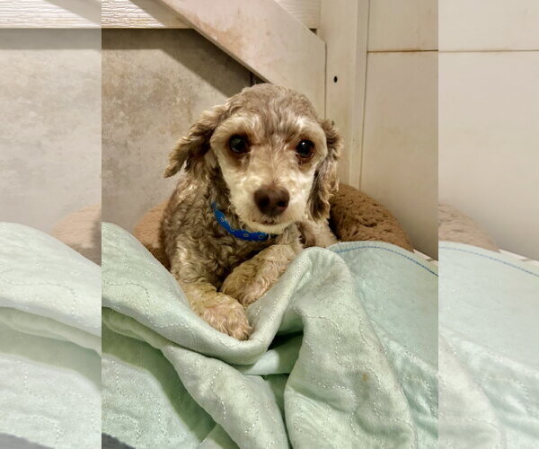 Medium Photo #2 Poodle (Miniature) Puppy For Sale in Pacolet, SC, USA
