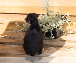 Small #6 Schnauzer (Miniature)
