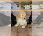 Small Photo #1 Goldendoodle Puppy For Sale in VALENCIA, CA, USA