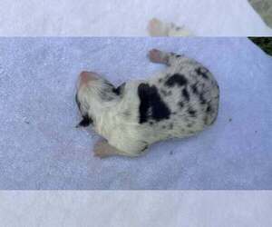 Medium Border Collie