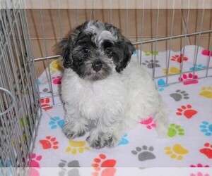 Maltipoo Puppy for sale in ORO VALLEY, AZ, USA