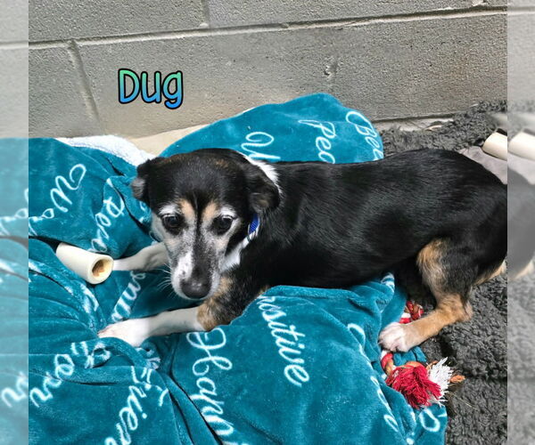 Medium Photo #3 Dachshund-Jack Russell Terrier Mix Puppy For Sale in Port Clinton, OH, USA