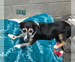 Small #2 Dachshund-Jack Russell Terrier Mix