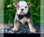 Small #3 Bulldog
