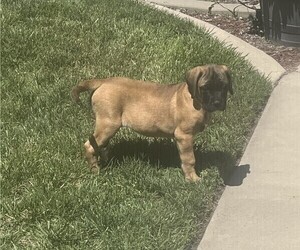 Mastiff Puppy for sale in ATWATER, CA, USA