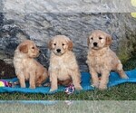 Small Photo #2 Goldendoodle (Miniature) Puppy For Sale in STRASBURG, PA, USA