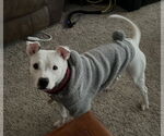 Small #1 American Pit Bull Terrier